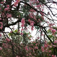 馬酔木(アセビ）,椿(ツバキ),梅 (白梅),しだれうめ（枝垂れ梅）,しだれうめ（枝垂れ梅）の画像