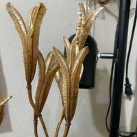 コルジリネの画像