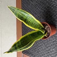 サンスベリアの画像