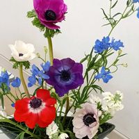 アネモネ,アネモネ,ストック,ストック,デルフィニウムの画像