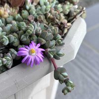 ハムシー,碧魚連,マッコス,レッドベリー,もみじ祭の画像