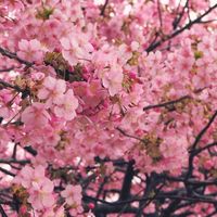 河津桜,散歩道,花のある暮らし,ドライフラワーのある暮らし,さくら 桜 サクラの画像