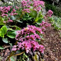 ヒマラヤユキノシタ,常緑多年草,ユキノシタ科,植栽,今日のお花の画像