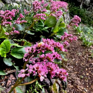 ヒマラヤユキノシタ,常緑多年草,ユキノシタ科,植栽,今日のお花の画像