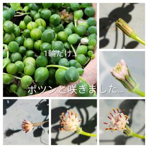 グリーンネックレス,多肉植物,軒下,自宅にて,小さな庭の画像