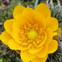 シュンラン,ツバキ,フクジュソウ,関戸太郎庵椿,2026百花魁の画像