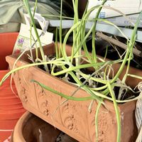 ネギ,越冬ネギ,ガーデニング,サバイバル,アメリカ在住の画像