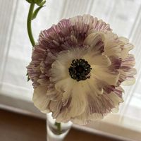 カサブランカ,パンジー・ビオラ,ラナンキュラス,エケベリア,プリムラ　ジュリアンの画像