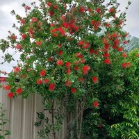 ブラシの木の画像