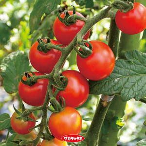 ミニトマト,キャロルパッション,タネ,種から育てる,サカタのタネの画像