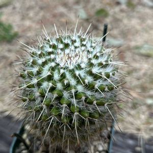 白竜丸,多肉植物,観葉植物,100均,サボテン☆の画像