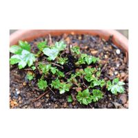 大文字草,山野草,植木鉢,多年草,ユキノシタ科の画像