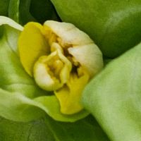 ハクサイの画像