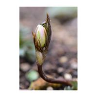 キクザキイチゲ,地植え,山野草,耐寒性宿根草,キンポウゲ科の画像