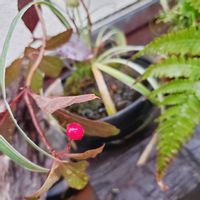 ネコヤナギ,ヤブコウジ,ヤブコウジ(十両),山野草,花のある暮らしの画像