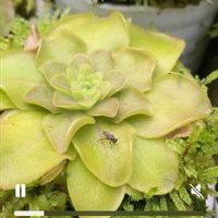 ムシトリスミレ,食虫植物,庭の画像