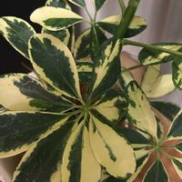 シェフレラ,リビング・ダイニングの画像