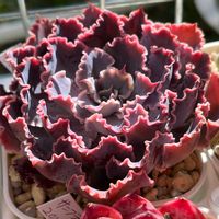 シャビアナ,シャビアナトラフルズ,シャビアナトリュフ,フリルエケ,エケベリア初心者の画像