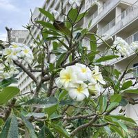プルメリアの画像
