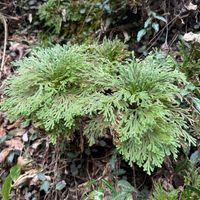 イワヒバの画像