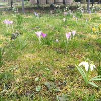 クロッカス,コルチカム,スノウドロップ,春かな？の画像