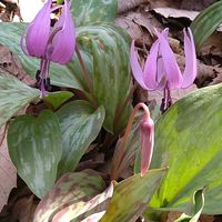 イカリソウ,イカリソウ,カタクリ,カタクリ,セツブンソウの画像