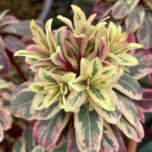 ユーフォルビア フロステッドフレーム,アボカドの木,アボカド実生,アボカドの花芽,真上からの撮影の画像