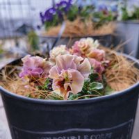 ビオラ,ヒューケラ,コクリュウ（黒竜）,ビオラ　アイクルール,寄せ植えの画像