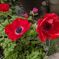 アネモネ,大根,カブ,ブロッコリー,小さな畑の画像