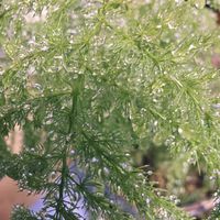 アスパラガス,キッチンの画像