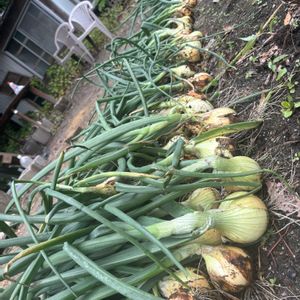 玉ねぎ,DIY,荒地,荒地改造中,家庭菜園の画像