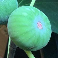イチジク,いちじく,室内栽培,鉢栽培,2年生の画像