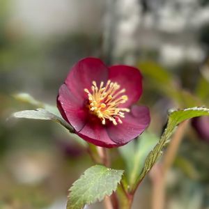 クリスマスローズ,ナチュラルガーデン,ジャンクガーデン,シェードガーデン,クリスマスローズの世界展の画像