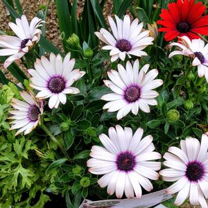 ラナンキュラス,オステオスペルマム,ガーデニング,花のある暮らし,無農薬❤家庭菜園の画像