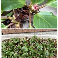 ヒマラヤユキノシタ,ヒマラヤユキノシタ,フリージア,ホトトギス,ムスカリの画像