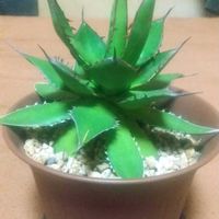アガベ,ホリダ,胴切り？,リビング・ダイニングの画像
