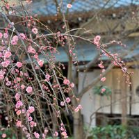 ウメ,枝垂れ梅,枝垂れ梅,しだれ梅,梅(うめ)の画像