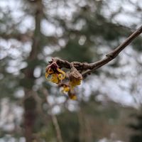 マンサク,侘助椿,万作(マンサク),万作(マンサク),侘助椿の足元に居たお客様の画像