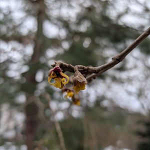 マンサク,侘助椿,万作(マンサク),万作(マンサク),侘助椿の足元に居たお客様の画像