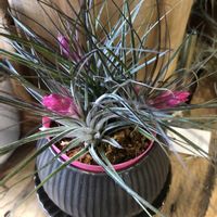 パイナップル,エアプランツ・チランジアの画像