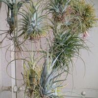 ウメ,ナズナ,モモ,エアプランツ・チランジア,お月様。の画像