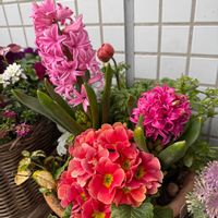 ストック,バコパ,ヒヤシンス,葉牡丹,ビオラの画像