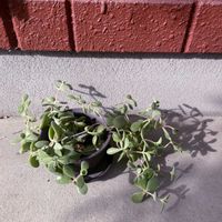 ワテルメイエリー,多肉植物,クラッスラ,iPhone撮影,小さな庭の画像