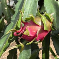 ドラゴンフルーツ,ドラゴンフルーツ,南の島☆⭐︎の画像