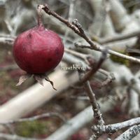 ウメ,オオイヌノフグリ,ロウバイ,サンザシ,多肉植物の画像