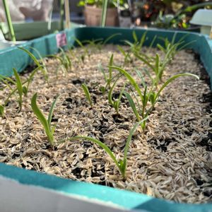 ほうれん草,白菜,プランター野菜,プランター菜園,袋栽培の画像