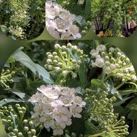 アネモネ,アリッサム,イチゴ,カンパニュラ,コデマリの画像