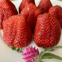 イチゴ,イチゴ,千日紅,癒し,美味しいの画像