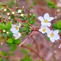 ヒヤシンス,ユキヤナギ,ヒヤシンス 水耕栽培,マンションの敷地内,ユキヤナギ観察隊の画像