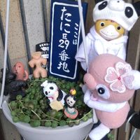 グリーンネックレス,オーロラ,乙女心,黄金細葉万年草,セダム ミモザの画像